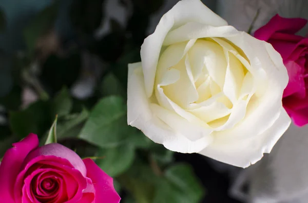 Rosa Weiße Rose Auf Dunklem Hintergrund — Stockfoto