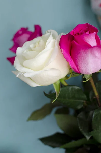 Rosa Weiße Rose Auf Blauem Hintergrund — Stockfoto