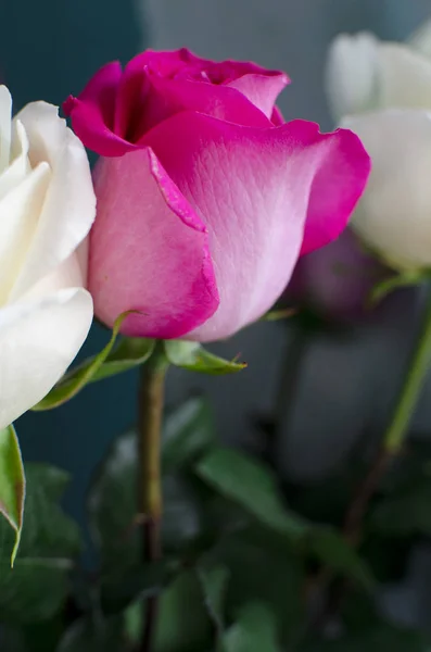 Rosa Weiße Rose Auf Blauem Hintergrund — Stockfoto