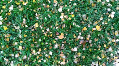 Taze yeşil çimen arka planı