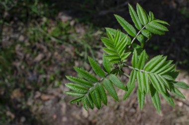Yeşil bitki vahşi bahar ormanında
