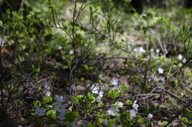 Küçük yabani çiçekler yeşil bir bahar ormanında