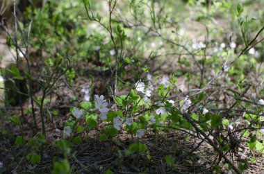 Küçük yabani çiçekler yeşil bir bahar ormanında