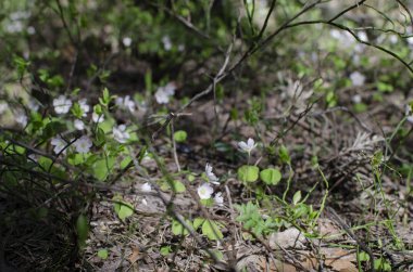 Küçük yabani çiçekler yeşil bir bahar ormanında