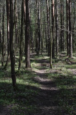 Yolu olan yeşil orman. Güneşli bahar günü.