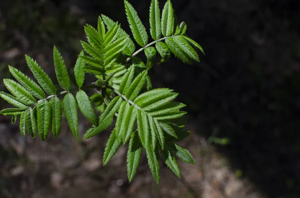 Planta Verde Está Bosque Salvaje Primavera — Foto de Stock