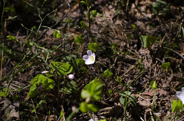 Маленькие Дикие Цветы Зеленом Весеннем Лесу — стоковое фото