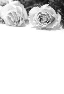 Güller beyaz bir arka plan üzerindedir. Siyah beyaz resim