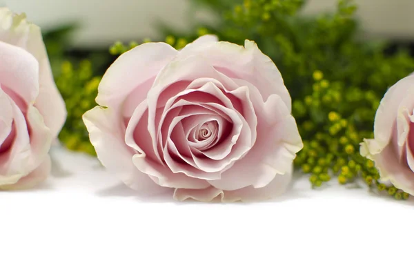 Rosa Rosen Auf Weißem Hintergrund — Stockfoto