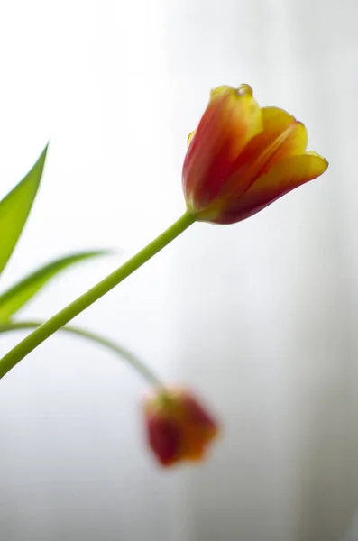 Bunte Tulpe Weißer Hintergrund Grußkarte — Stockfoto
