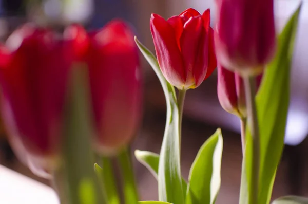 Burgundertulpen Floraler Hintergrund Grußkarte — Stockfoto