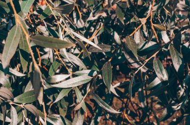 Taze parlak yeşil yaprakları arka plan