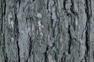 eski ağaç kabuğu doku arka plan kuru