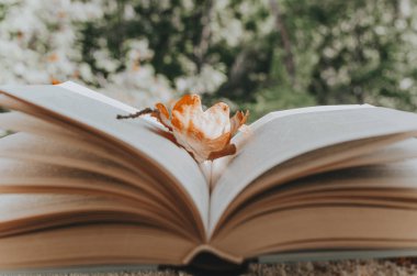 Yeşil arka plan üzerinde bir sonbahar yaprağı ile açık kitap