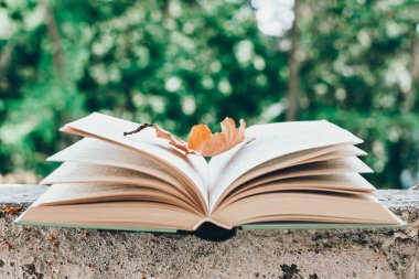 Yeşil arka plan üzerinde bir sonbahar yaprağı ile açık kitap