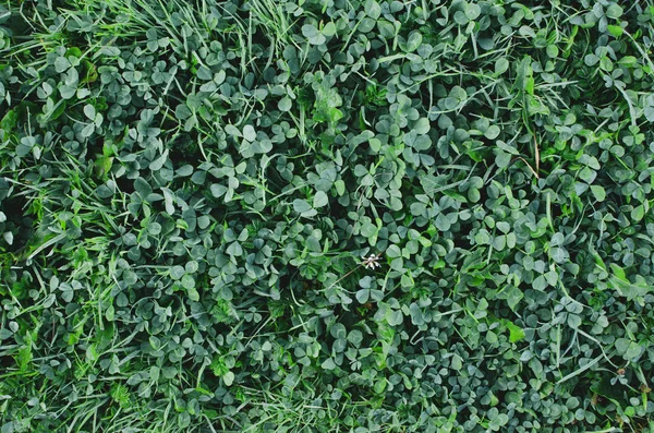Fris Helder Groen Gras Achtergrond — Stockfoto