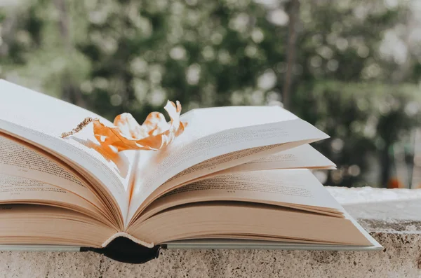 Libro Abierto Con Una Hoja Otoño Sobre Fondo Verde —  Fotos de Stock