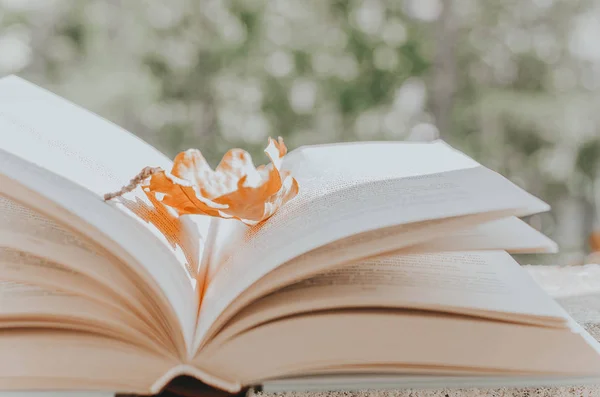 Libro Abierto Con Una Hoja Otoño Sobre Fondo Verde —  Fotos de Stock