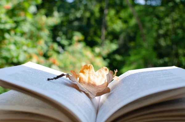 Libro Abierto Con Una Hoja Otoño Sobre Fondo Verde —  Fotos de Stock