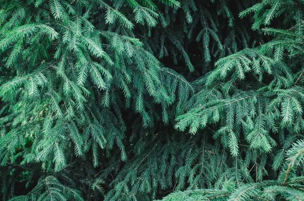 クリスマスツリーの明るい新しい緑の針 緑の色合い 明るい緑色の背景 ロイヤリティフリーのストック画像