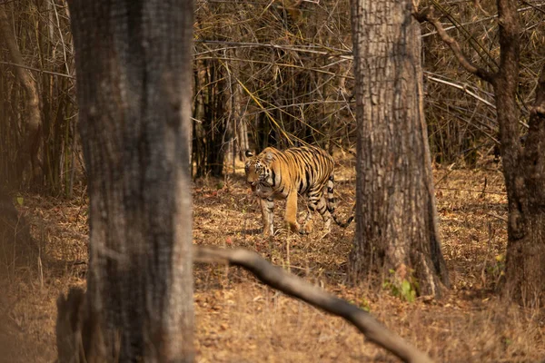 Tigress  in the forest of Tadoba Andhari Tiger Reserve, India