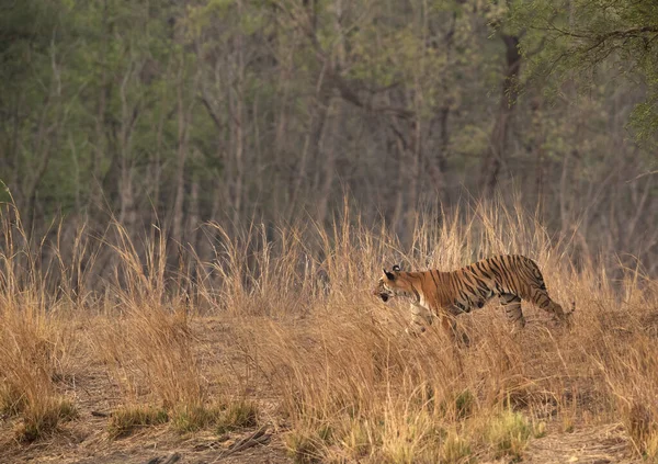 Tiger walking in the mid of grasses at Tadoba Andhari Tiger Reserve, India
