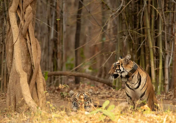 Tiger cubs in a waterhole near bamboo forest at Tadoba Andhari Tiger Reserve, India