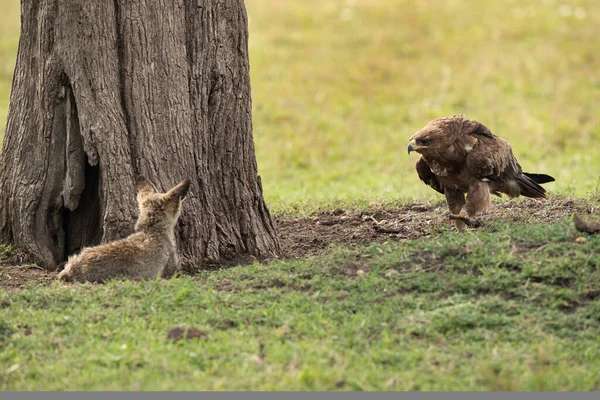 Tawny eagle moving towards a Bat-eared Fox, Masai Mara