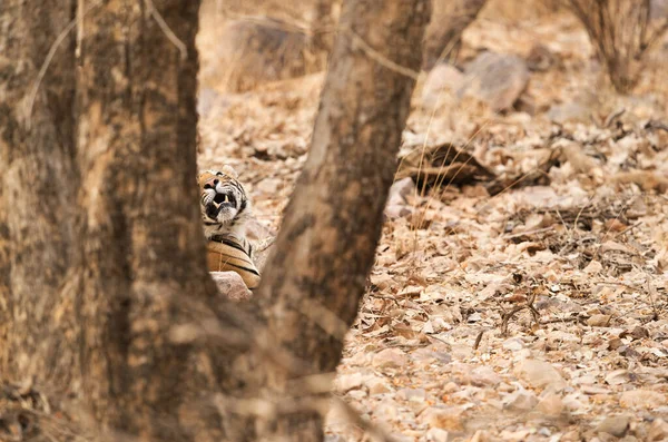 Tiger at the back of the tree