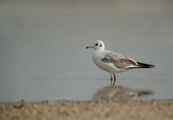 Slender-billed seagull at sea coast of Bahrain