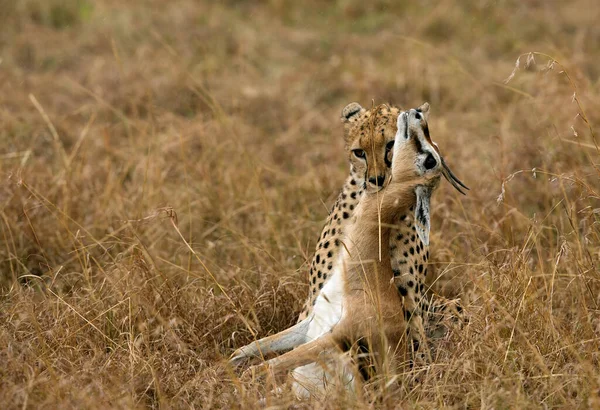 Cheetah hunting a Thomson Gazelle, Masai Mara