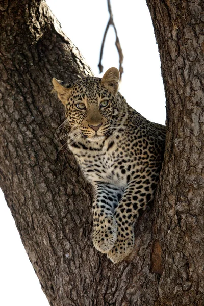 Juvenile Leopard  resting on a tree, Masai Mara