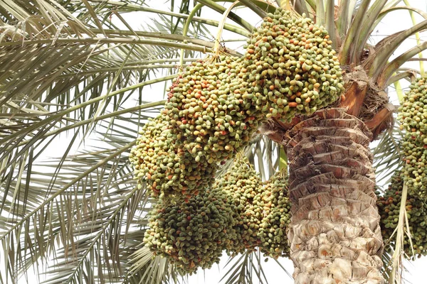 Clusters of kimri dates on a date palm tree