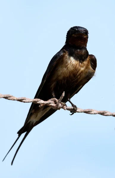 Dark color Barn swallow drenched in oil