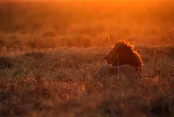Lion in the grassland in the morning light, Masai Mara