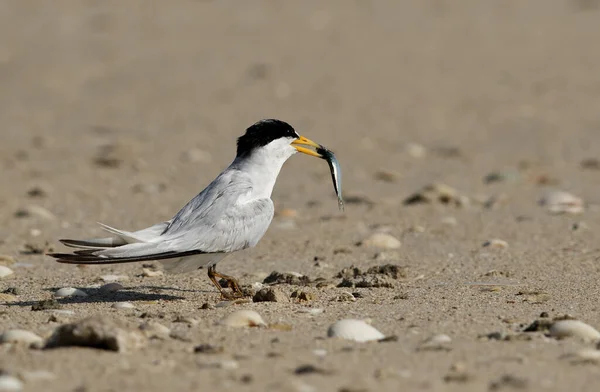 Saunders tern with a fish searching a partner to offer