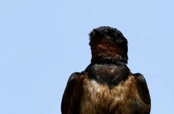 Closeup of Barn swallow with sticky oil