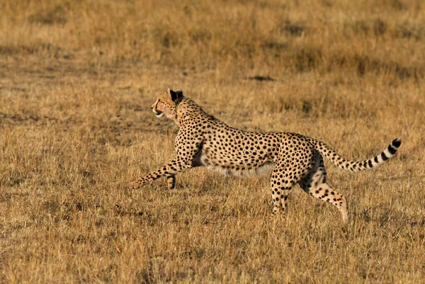 Cheetah running in Masai Mara Grassland