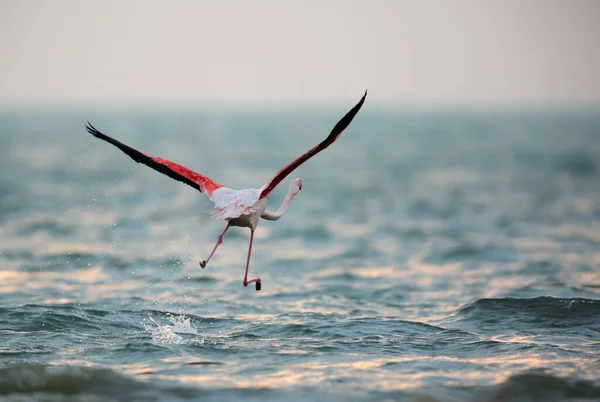 Greater Flamingo taking flight in the morning at Asker beach, Bahrain