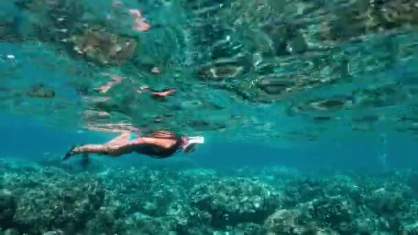 열 대 바다에 산호초 위에서 스노클링을 하는 젊은 여자. 맑은 물에서 스노클링 마스크와 여자 — 비디오