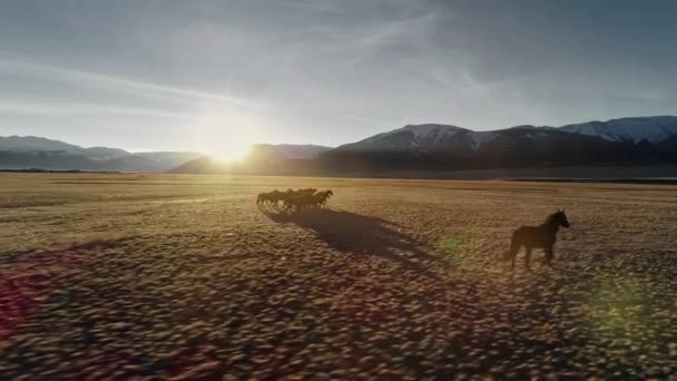 Caballos corriendo libres en prado con fondo de montaña cubierto de nieve — Vídeos de Stock