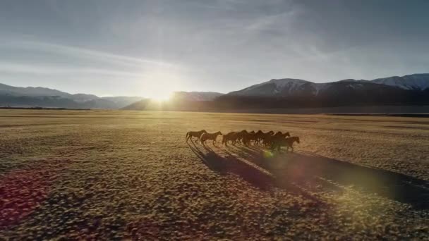 Horses running free in meadow with snow capped mountain backdrop — Stock Video