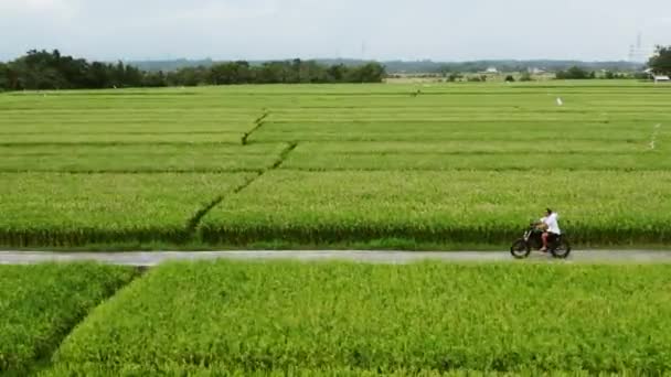 田んぼに乗るバイク運転手。屋外ショット、田舎の風景。旅行とスポーツ写真。スピードと自由の概念. — ストック動画