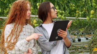 Tarım İşçileri dijital tablet kullanarak domates bitkileri kontrol. Rahat giysiler içinde güzel genç çift bir bitki tutuyor.