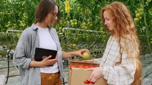 Mitarbeiter tragen Tomaten in Kiste, während sie am Gewächshaus spazieren gehen — Stockvideo