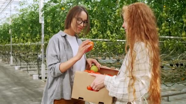 Colaboradores que transportam tomates em caixa enquanto caminham em estufa — Vídeo de Stock