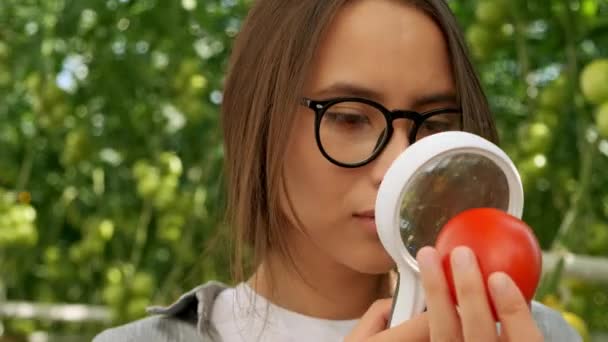 Agricultura y cultivos. Retrato de una joven agricultora en el campo de tomate, mostrando verduras a la cámara. Primer plano de la mujer científica tomate vegetal Mira lupa en invernadero — Vídeos de Stock