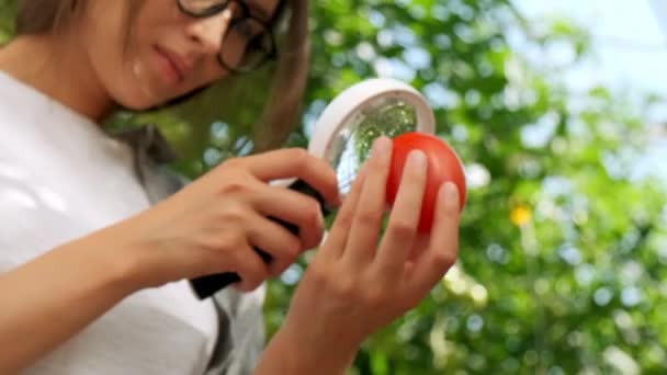 Mujer agricultora comprobando e inspeccionando la calidad de las plantas de tomates orgánicos en el campo de jardín. Cosecha de tomate Agricultura Cosecha Agricultura sin OMG. Manos del agricultor sosteniendo verduras, mercado de agricultores — Vídeos de Stock