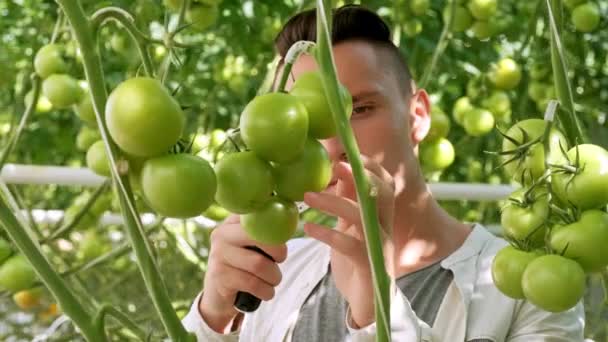 Tenyésztés és művelések. Portré a fiatal gazdálkodó paradicsommező, bemutatva zöldséget a kamerát. Közelről növényi paradicsom tudós ember Look nagyító az üvegházhatást — Stock videók