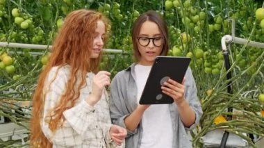 Tarım İşçileri dijital tablet kullanarak domates bitkileri kontrol. Rahat giysiler içinde güzel genç çift bir bitki tutuyor.